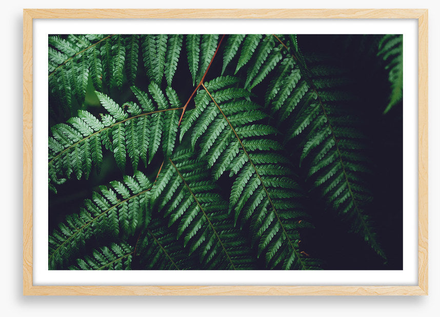 Leaves
