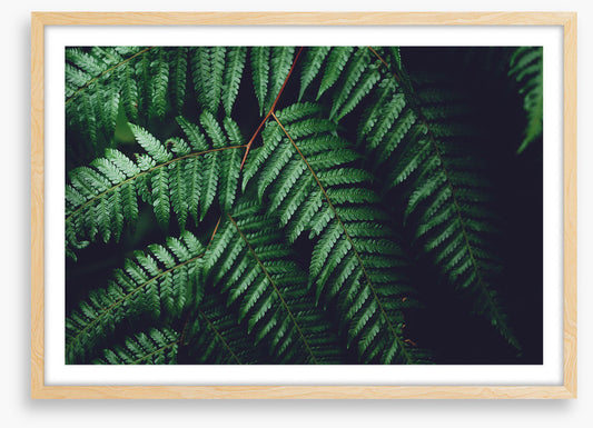 Leaves
