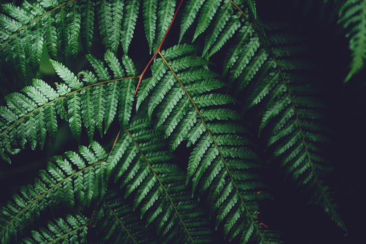 Leaves