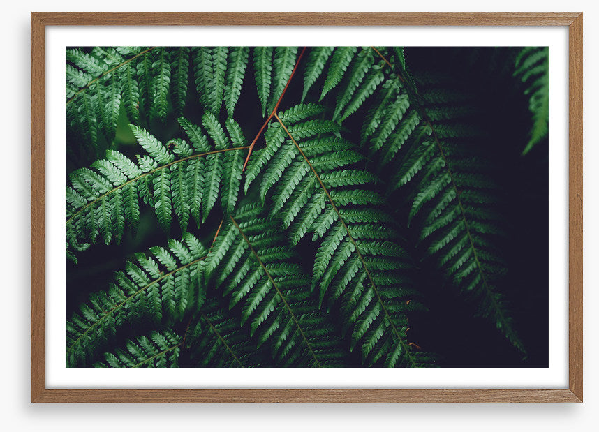 Leaves