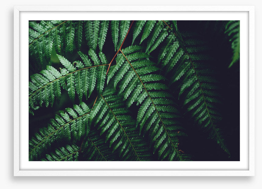 Leaves