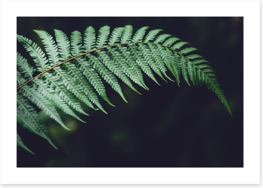 Fiddlehead frond