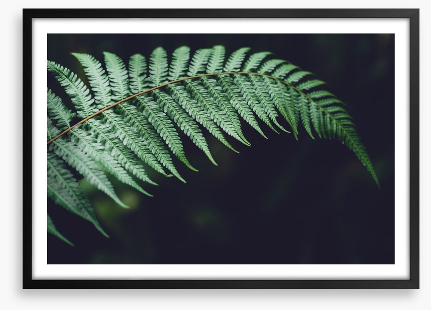 Fiddlehead frond