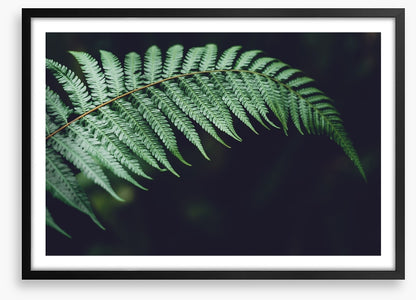 Fiddlehead frond