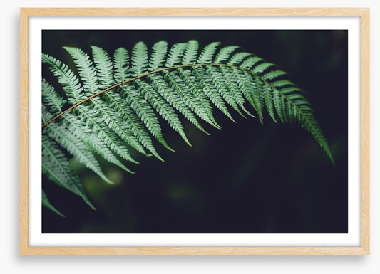 Fiddlehead frond