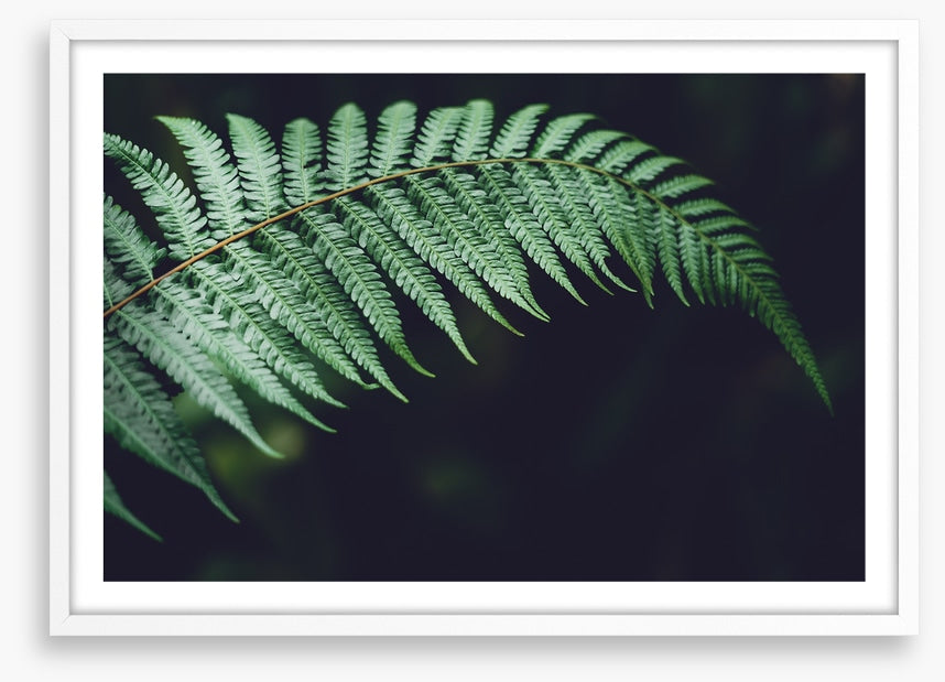 Fiddlehead frond