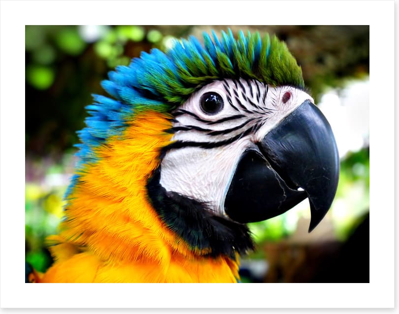 Macaw calling