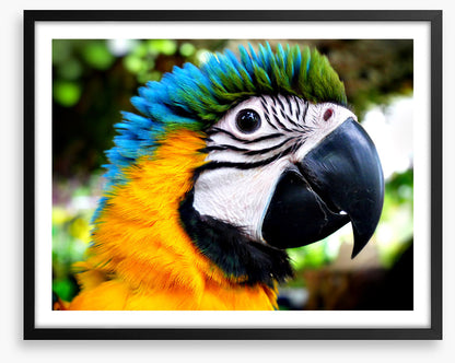 Macaw calling