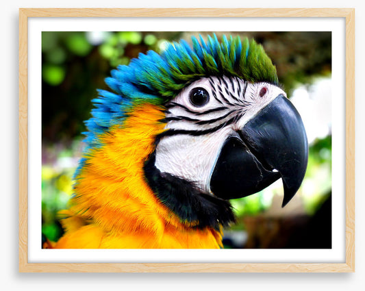 Macaw calling