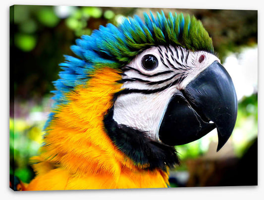 Macaw calling