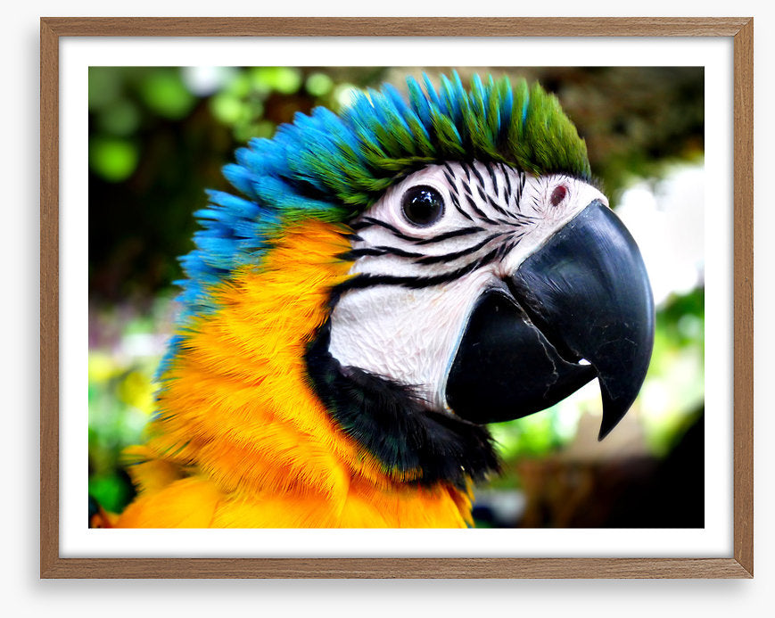 Macaw calling