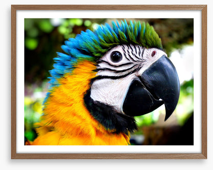 Macaw calling