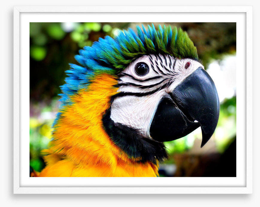 Macaw calling