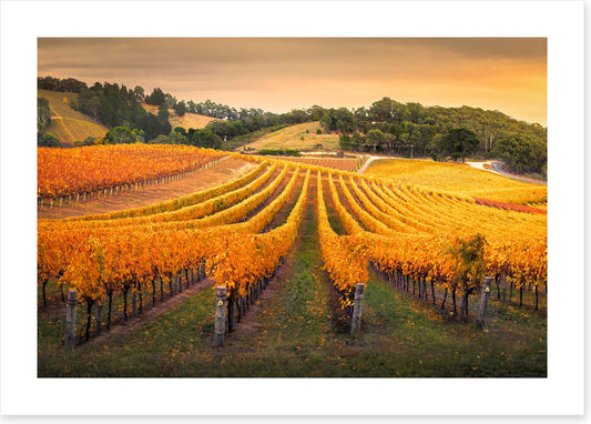 Golden vines
