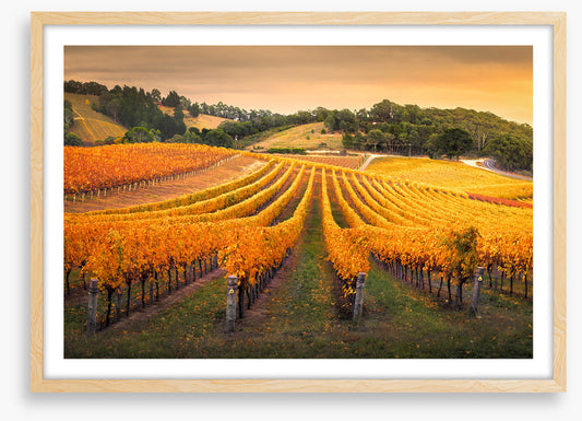 Golden vines