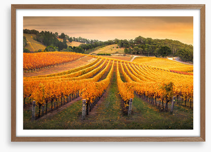 Golden vines