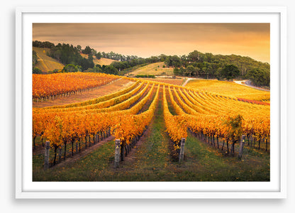 Golden vines