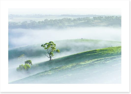Morning mist