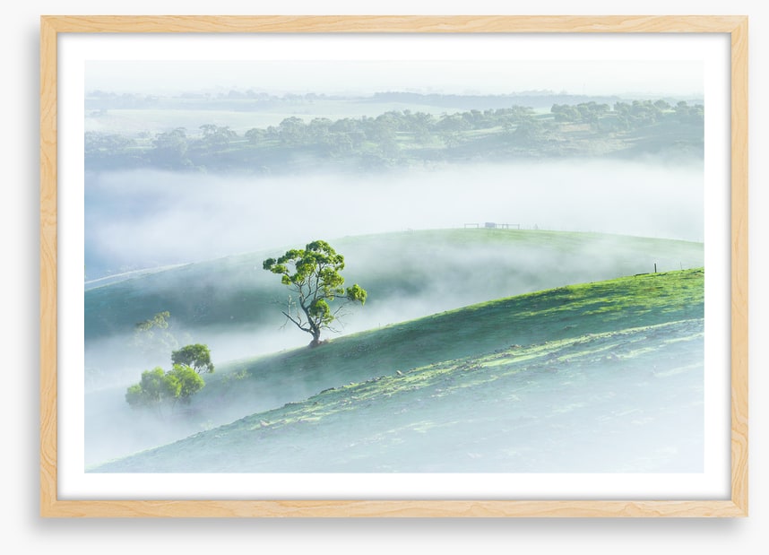 Morning mist