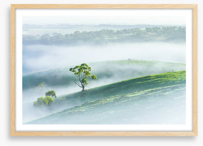 Morning mist