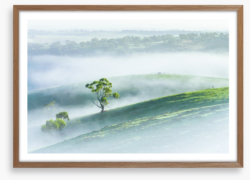 Morning mist