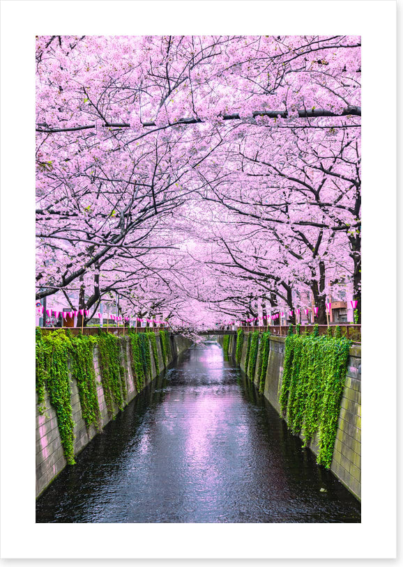 Sakura canal