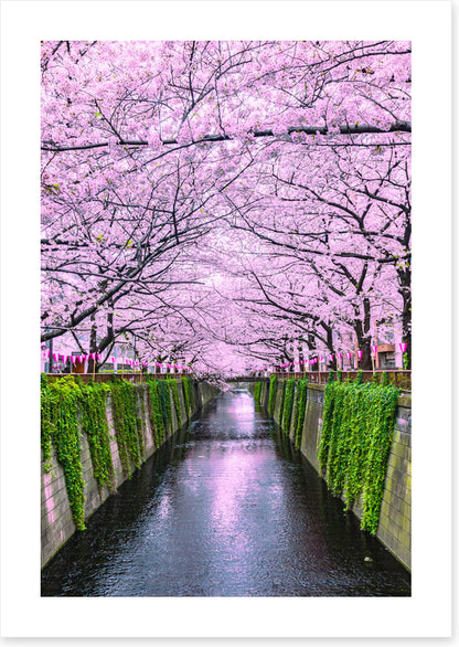 Sakura canal