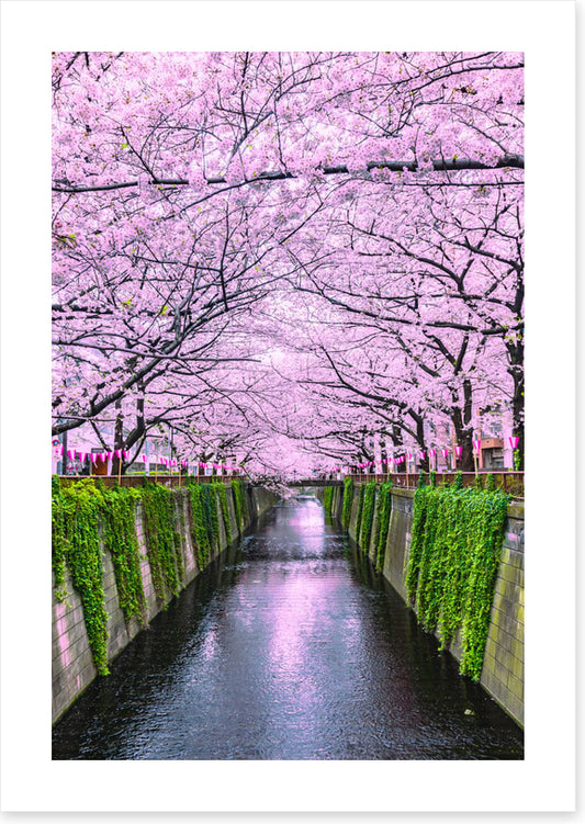 Sakura canal