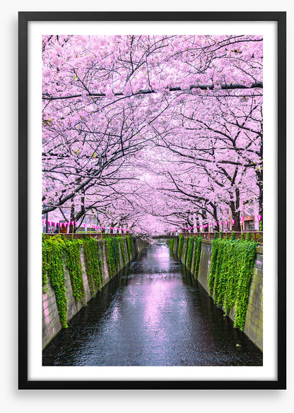 Sakura canal