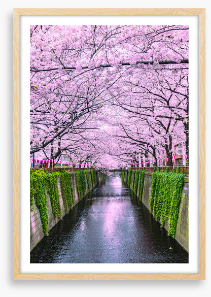 Sakura canal