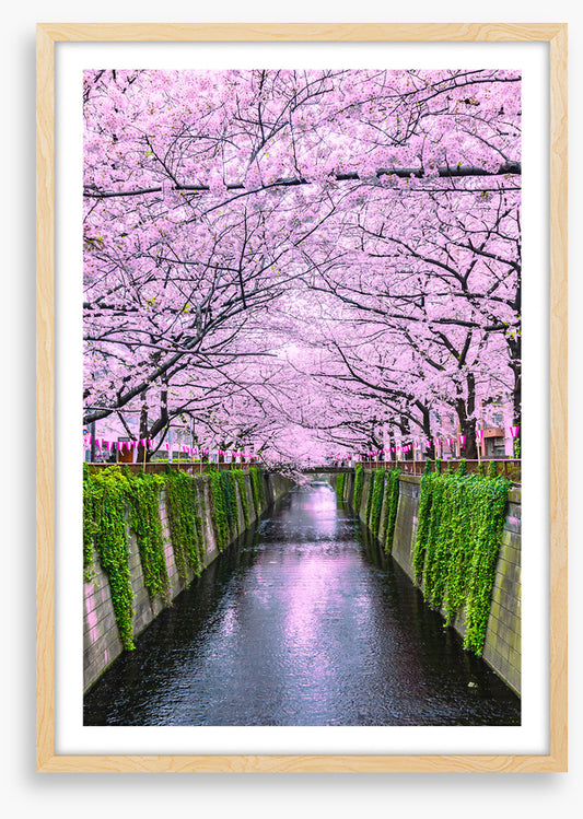 Sakura canal
