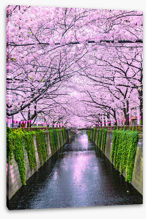 Sakura canal