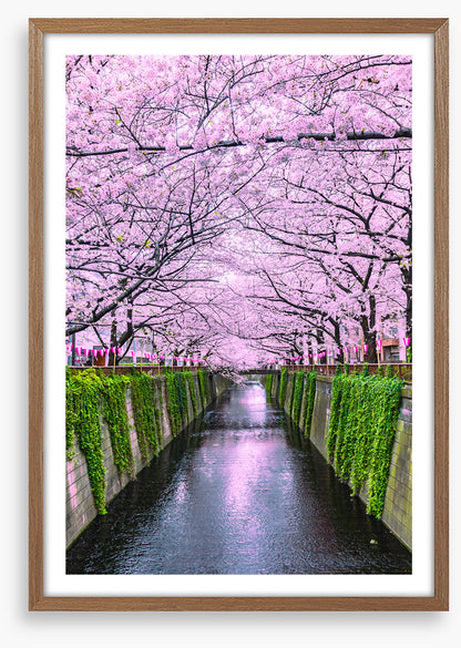 Sakura canal