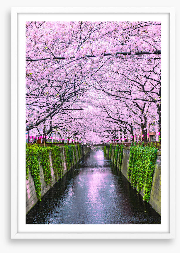Sakura canal