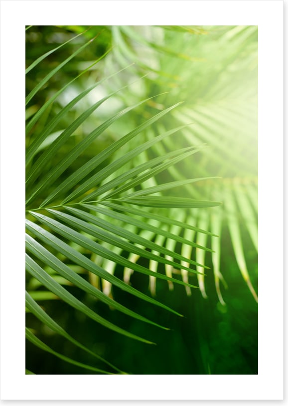 Jungle greens