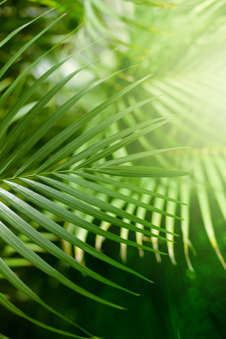 Jungle greens
