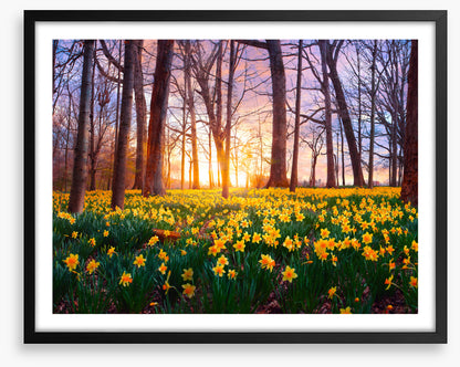Daffodil forest sunset
