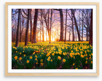 Daffodil forest sunset