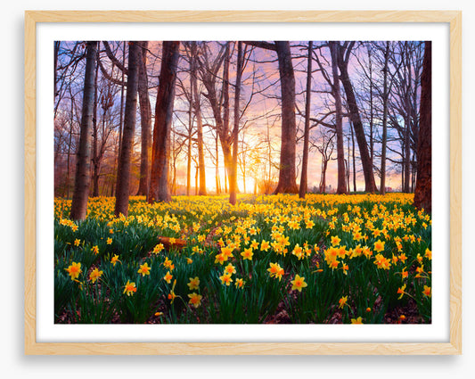 Daffodil forest sunset