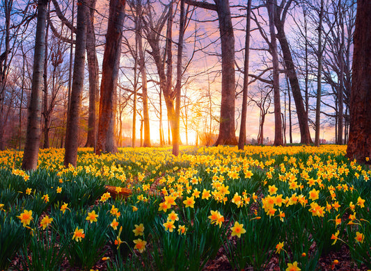 Daffodil forest sunset