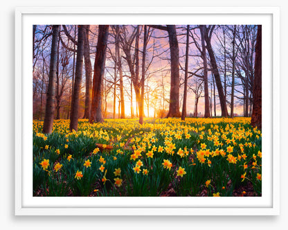 Daffodil forest sunset