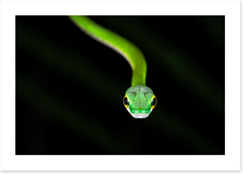 Reptiles / Amphibian