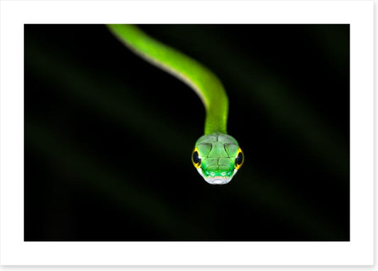 Reptiles / Amphibian