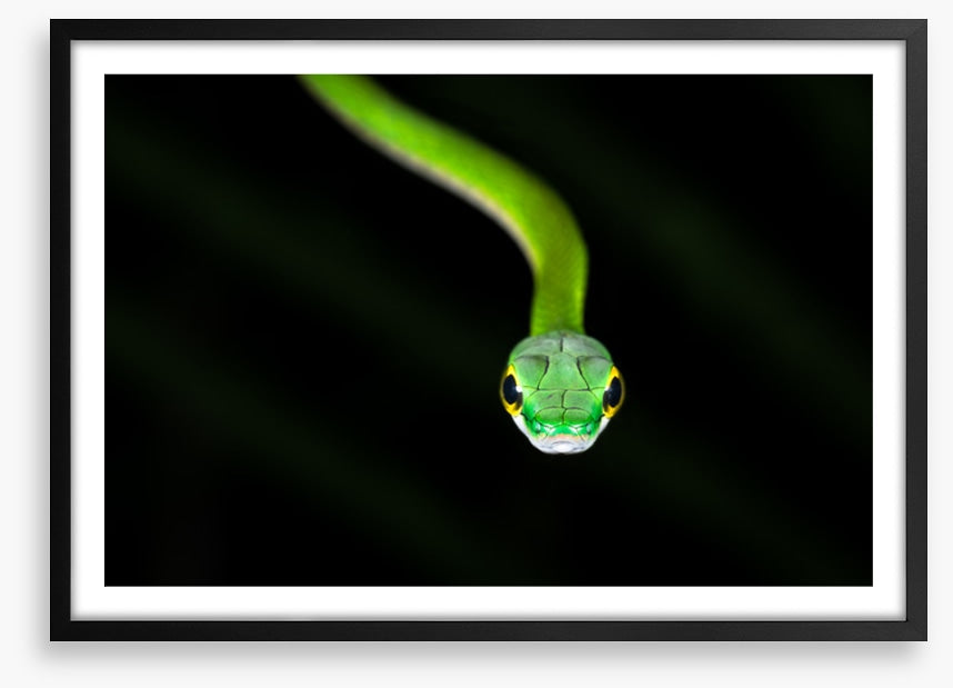 Reptiles / Amphibian