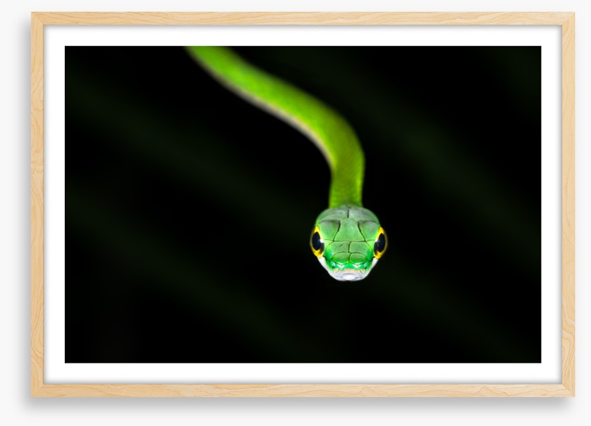 Reptiles / Amphibian