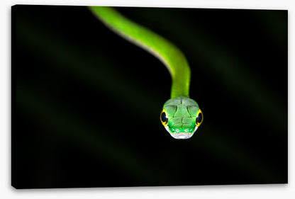 Reptiles / Amphibian