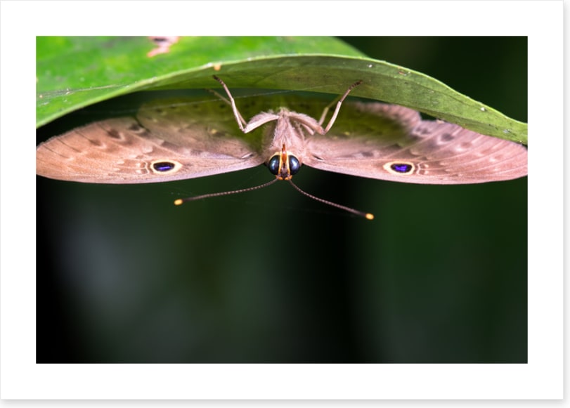 Insects