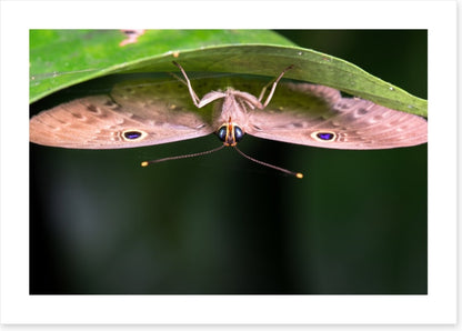 Insects