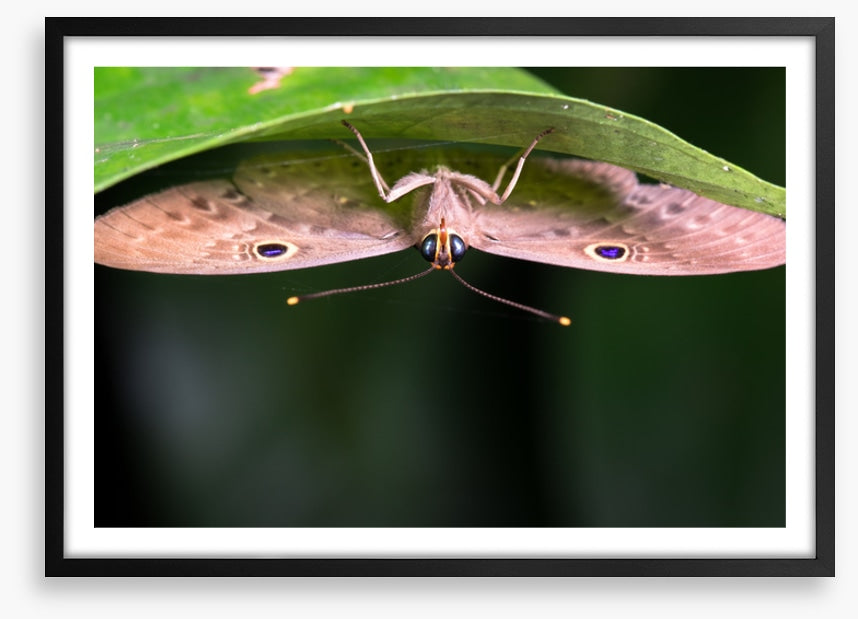 Insects