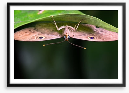 Insects